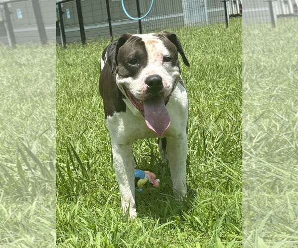 Medium Photo #5 American Pit Bull Terrier-Unknown Mix Puppy For Sale in Virginia Beach, VA, USA
