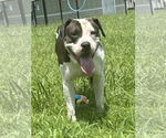 Small #4 American Pit Bull Terrier Mix