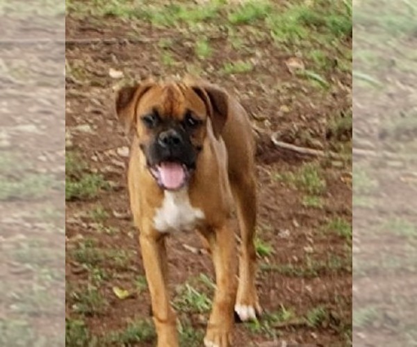 Medium Photo #1 Boxer Puppy For Sale in PELZER, SC, USA