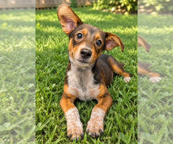 Medium Photo #4 Miniature Pinscher-Unknown Mix Puppy For Sale in Grovertown, IN, USA