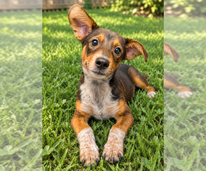 Jake - Sponsored - Reduced Adoption Fee - Male Miniature Pinscher-Unknown Mix Dog for Adoption - Photo #4