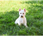 Small #5 Poodle (Toy)-West Highland White Terrier Mix