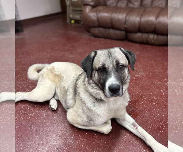 Medium Photo #4 Anatolian Shepherd-Unknown Mix Puppy For Sale in Fargo, ND, USA