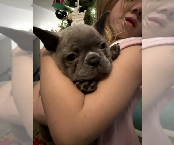 Medium Photo #13 French Bulldog Puppy For Sale in EAST LIVERPOOL, OH, USA