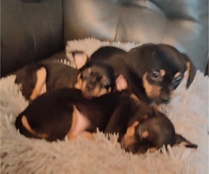 Chihuahua Puppy for sale in QUAKERTOWN, PA, USA