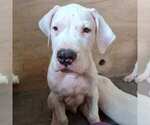 Small Photo #13 Dogo Argentino Puppy For Sale in MIAMI, FL, USA