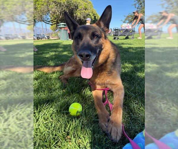 Medium Photo #1 German Shepherd Dog Puppy For Sale in Santa Barbara, CA, USA