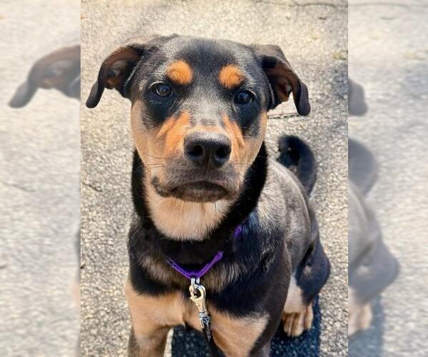 Medium Photo #1 Black and Tan Coonhound-Unknown Mix Puppy For Sale in Brewster, MA, USA
