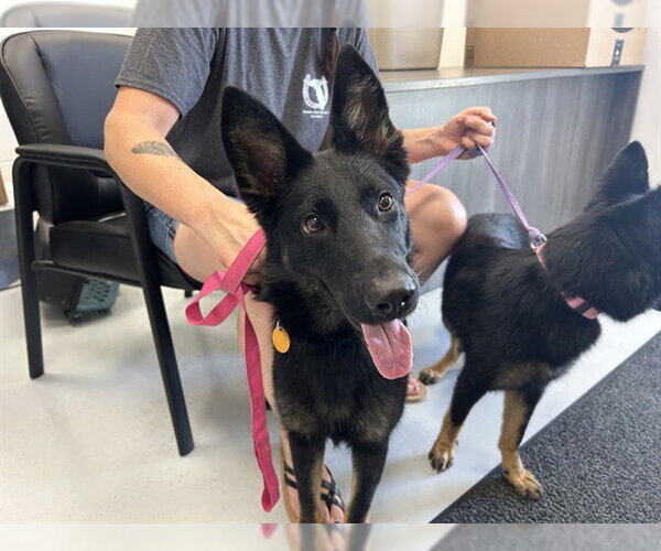 Medium Photo #1 German Shepherd Dog Puppy For Sale in Ocala, FL, USA