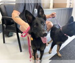 Small German Shepherd Dog