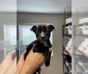 American Pit Bull Terrier-Unknown Mix Dogs for adoption in Bolivar, MO, USA