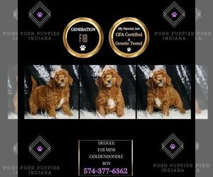 Goldendoodle (Miniature) Puppy for sale in WARSAW, IN, USA