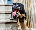 Small #3 Catahoula Leopard Dog-Rottweiler Mix