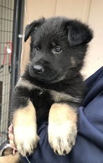 German Shepherd Dog Puppy for sale in BUFORD, GA, USA