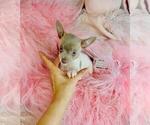 Small #1 Chihuahua
