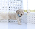 Small #2 Goldendoodle