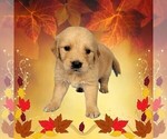 Small #10 Golden Retriever