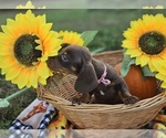 Puppy Rosie Dachshund