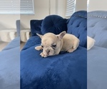 Small Photo #32 French Bulldog Puppy For Sale in BEVERLY HILLS, CA, USA