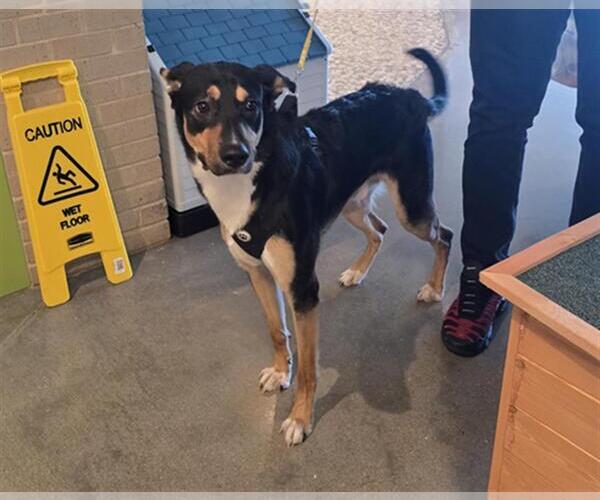 Medium Photo #1 Shepradors Puppy For Sale in Houston, TX, USA