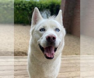 Siberian Husky Dogs for adoption in Matawan, NJ, USA