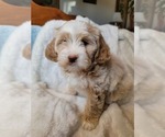 Small Photo #11 Lhasa Apso Puppy For Sale in PHOENIX, AZ, USA
