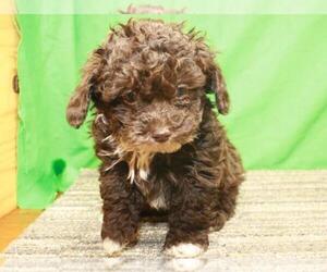 Poodle (Toy) Puppy for Sale in SHAWNEE, Oklahoma USA