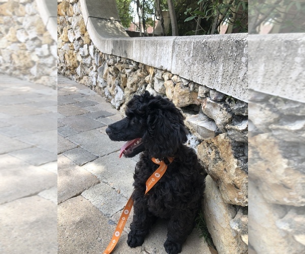Medium Photo #15 Poodle (Standard) Puppy For Sale in LADY LAKE, FL, USA