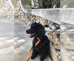 Small Photo #15 Poodle (Standard) Puppy For Sale in LADY LAKE, FL, USA