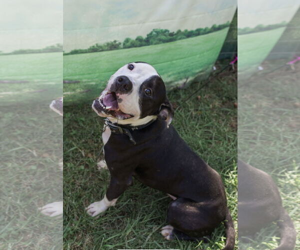 Medium Photo #5 American Bulldog Puppy For Sale in Mooresville, NC, USA