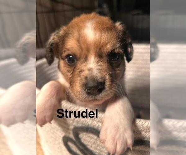 Medium Photo #1 Chiweenie Puppy For Sale in Los Angeles, CA, USA