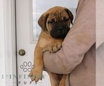 Small #1 Bullmastiff