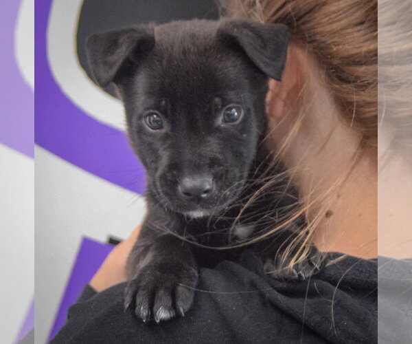 Medium Photo #7 Mutt Puppy For Sale in Huntley, IL, USA