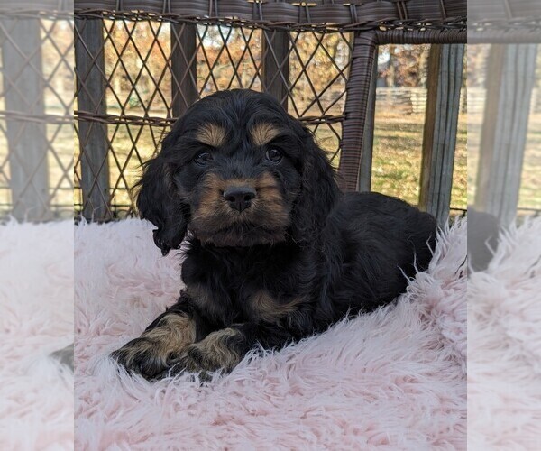 Medium Photo #4 Cock-A-Poo Puppy For Sale in SALEM, MO, USA
