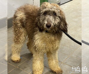 Mutt Dogs for adoption in Washington, DC, USA