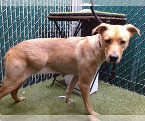 Labrador Retriever-Unknown Mix Dogs for adoption in Downey, CA, USA