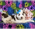 Small Photo #4 Siberian Husky Puppy For Sale in QUARRYVILLE, PA, USA