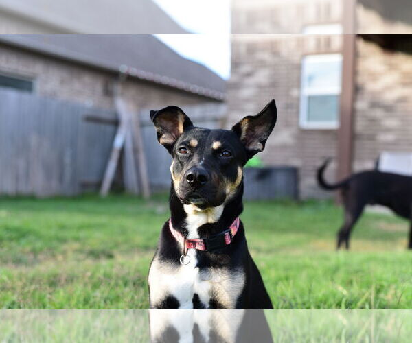 Medium Photo #4 Mutt Puppy For Sale in Katy, TX, USA