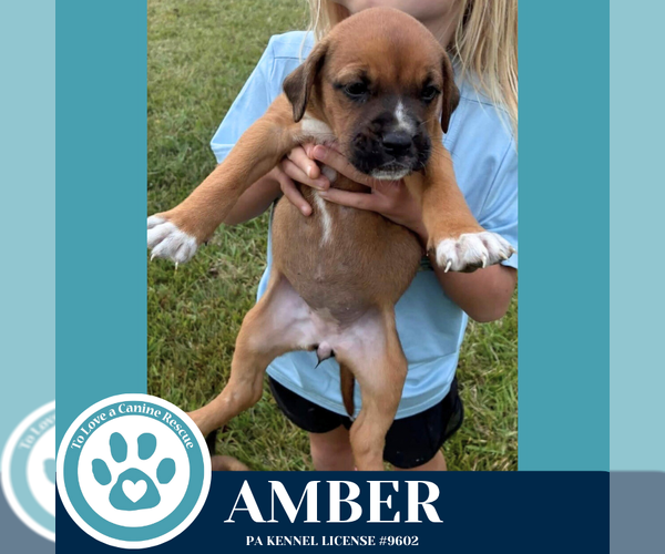 Medium Photo #3 Boxer-Unknown Mix Puppy For Sale in Kimberton, PA, USA