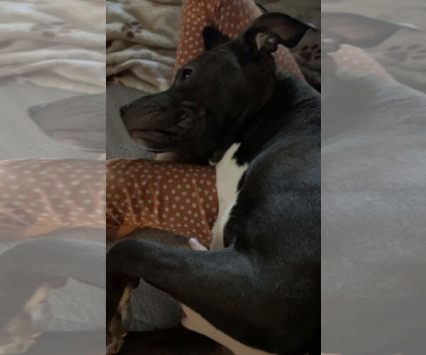 Medium Photo #17 American Pit Bull Terrier-Unknown Mix Puppy For Sale in Germantown, OH, USA