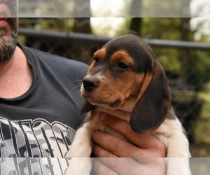 Beagle Puppy for sale in GREENWOOD, AR, USA