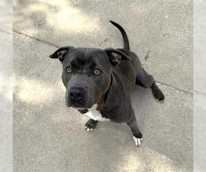 American Pit Bull Terrier Dogs for adoption in Aurora, IL, USA
