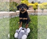 Small #1 Rottweiler