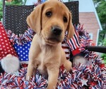 Small Photo #31 Labrador Retriever Puppy For Sale in BUFFALO, NY, USA
