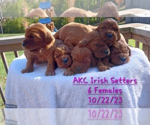 Irish Setter Puppy for sale in TOPEKA, IN, USA