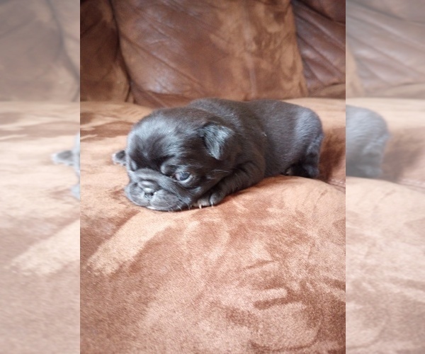 Medium Photo #3 Pug Puppy For Sale in SAINT PAUL, MN, USA