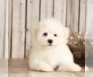 Havamalt Puppy for sale in MOUNT VERNON, OH, USA