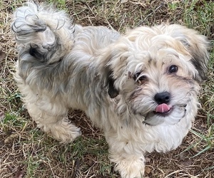 Havanese Puppy for sale in KODAK, TN, USA