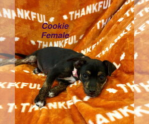 Chiweenie Dogs for adoption in Jackson Township, NJ, USA