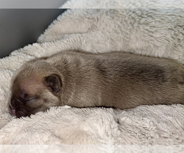 Medium Photo #22 French Bulldog Puppy For Sale in BIG RAPIDS, MI, USA